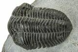 Pliomera Fischer Trilobite - Slemestadt, Norway #181845-1